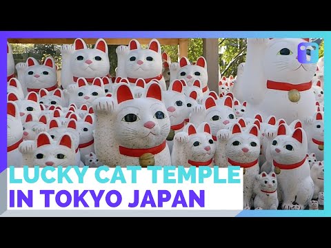 Gotokuji Temple In Tokyo Filled With Thousands Of Lucky Cats