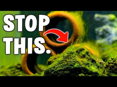 The 7 Best Ways To Stop Algae In Your Aquarium!
