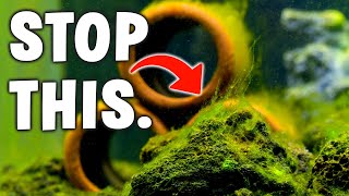 The 7 Best Ways To Stop Algae In Your Aquarium!