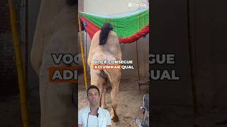 Animal misterioso? #animaisfantasticos