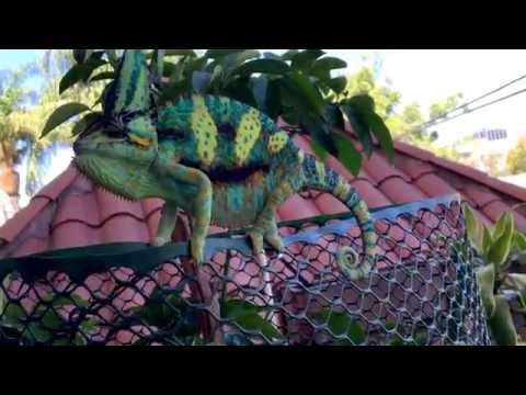 Veiled Chameleon as flat as a pancake