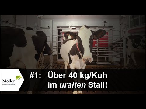 40 kg Milch pro Kuh im alten Stall melken! Betriebsvorstellung Milchhof Gut Bandelstorf #1/14