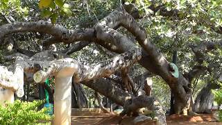 preview picture of video 'Pillalamarri- History of the  Banyan tree and appeal to save it by a Hereditary Servant of the tree'
