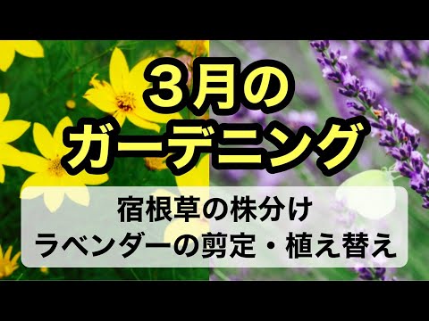 バタフライラベンダーをいつ、どのように植えるのですか？メンテナンス、サイズ、実践的なアドバイス  庭園