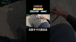 【閲覧注意】魚（カンパチ　40センチ）の血抜きで大量出血！#shorts #釣り #ショアジギング