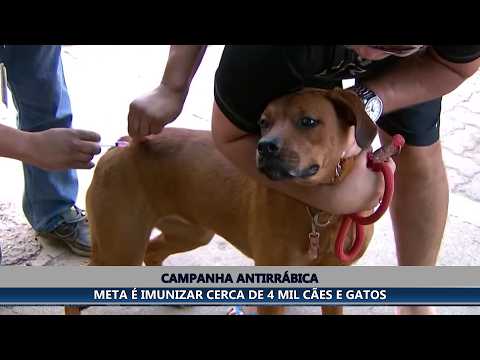 BOM JESUS DO GALHO INICIA CAMPANHA DE VACINAÇÃO ANTIRRÁBICA NO DIA 13 DE JULHO