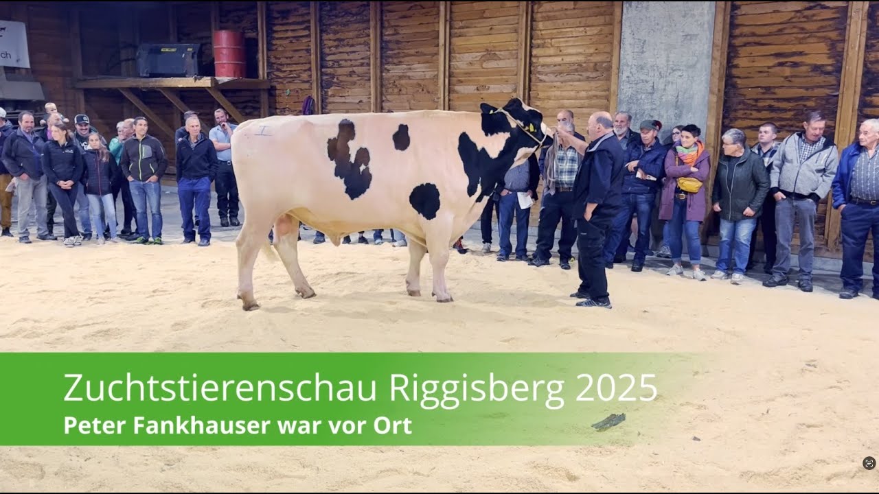 Stierenschau Riggisberg: Lorello P setzt sich gegen starke Konkurrenz durch