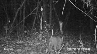 preview picture of video 'Bobcat at 3 am, the woods of Black Earth Wisconsin'