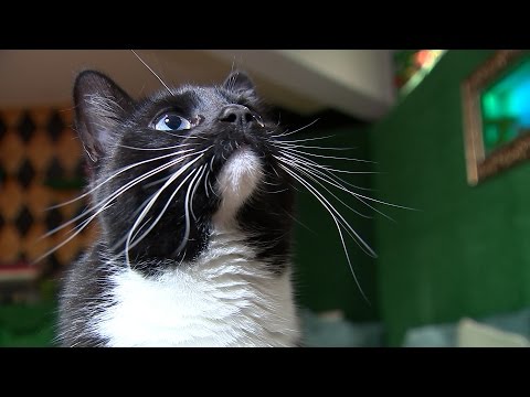What does music for cats sound like? - YouTube