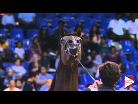 N.208 ABD JUSTINIAN - Dubai 2016 - Stallions 4-6 years old (Class 12)
