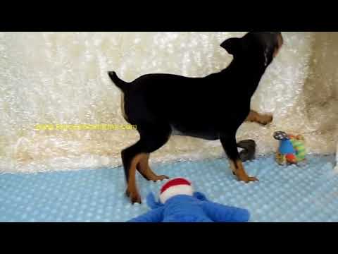 Trina female Min Pin 05-23-18
