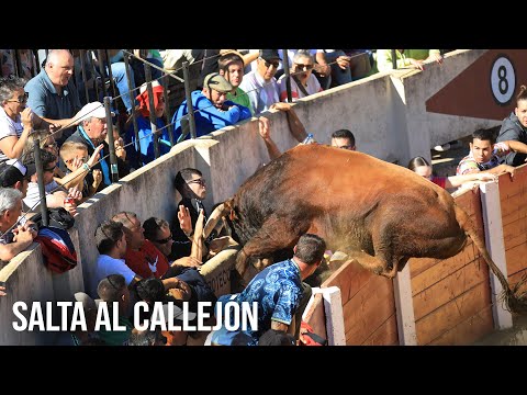 El Toro Salta Al Callejón 2024