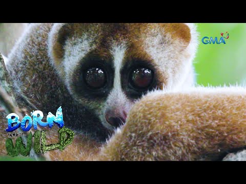 Born to be Wild: Breaking Territories: Visiting the Philippine slow loris or kukam of Tawi-Tawi
