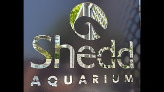 Shedd Aquarium: Chicago, Illinois