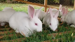 How To Get Started With Meat Rabbits