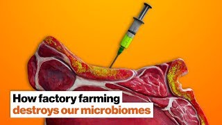 Jillian Michaels: How antibiotics used in factory farming destroy our microbiomes