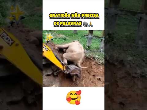 Ele foi salvo e a sua reação vai te emocionar! ❤️ #shorts #reflexão