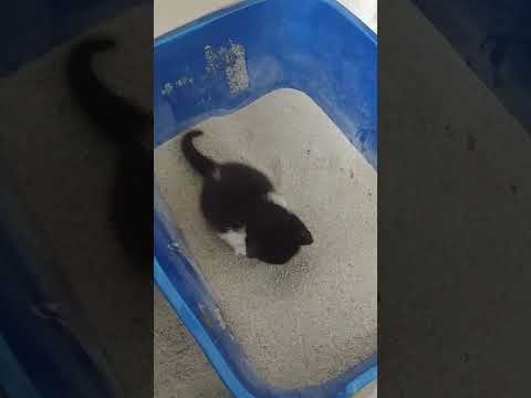 Introducing kittens to wet food and the litter box