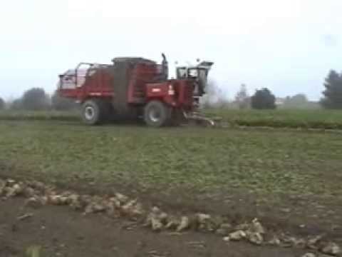 Veramme: Bieten rooien.