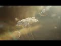 video OTaL-HxnCtM