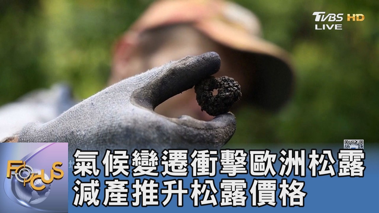 氣候變遷衝擊歐洲松露!義大利阿爾巴白松露減產3成價格飆新高,無法人工培植成頂級餐桌危機