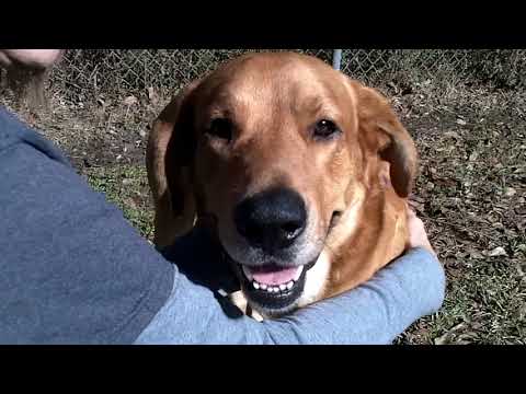 Buddy #76, an adopted Yellow Labrador Retriever in Killingworth, CT_image-1