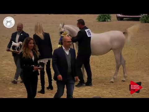 N.16 MEHAIRJA AL RAYYAN - SEWC 2017 - Yearling Fillies Championship (Class 6)