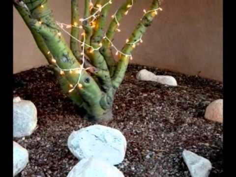 CATS MASS PARADE.wmv