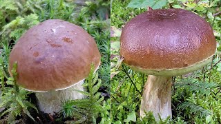 A bucket of mushrooms for Marek