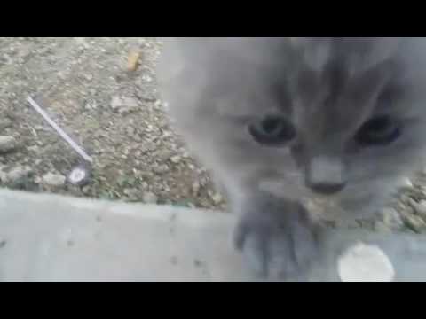 Zaid 17 - Persia Cat