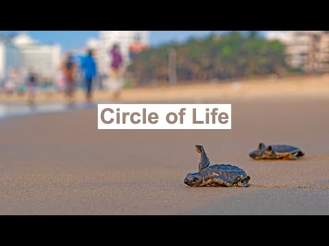 When Sea-bound Olive Ridley Turtles Return to Land to Nest