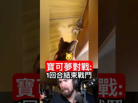 寶可夢對戰：流浪貓 vs 老鼠！結果一回合結束戰鬥