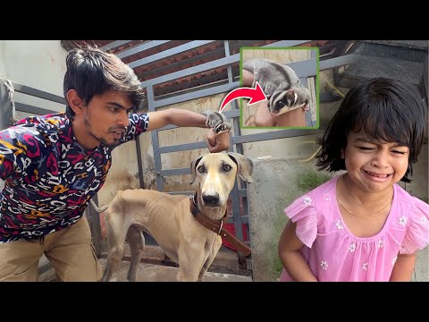 MAARAN தல மேல SUGAR GLIDERஅ வைக்க TRY பண்ணி…🤯