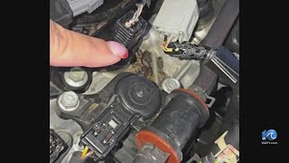 Rodents under the hood chewing up as they go