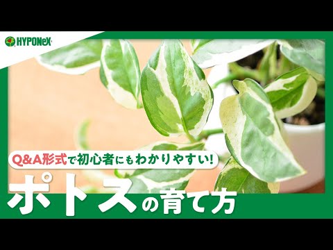 園芸 挿し木に関するよくある質問