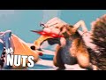 ANGRY NUT BOI