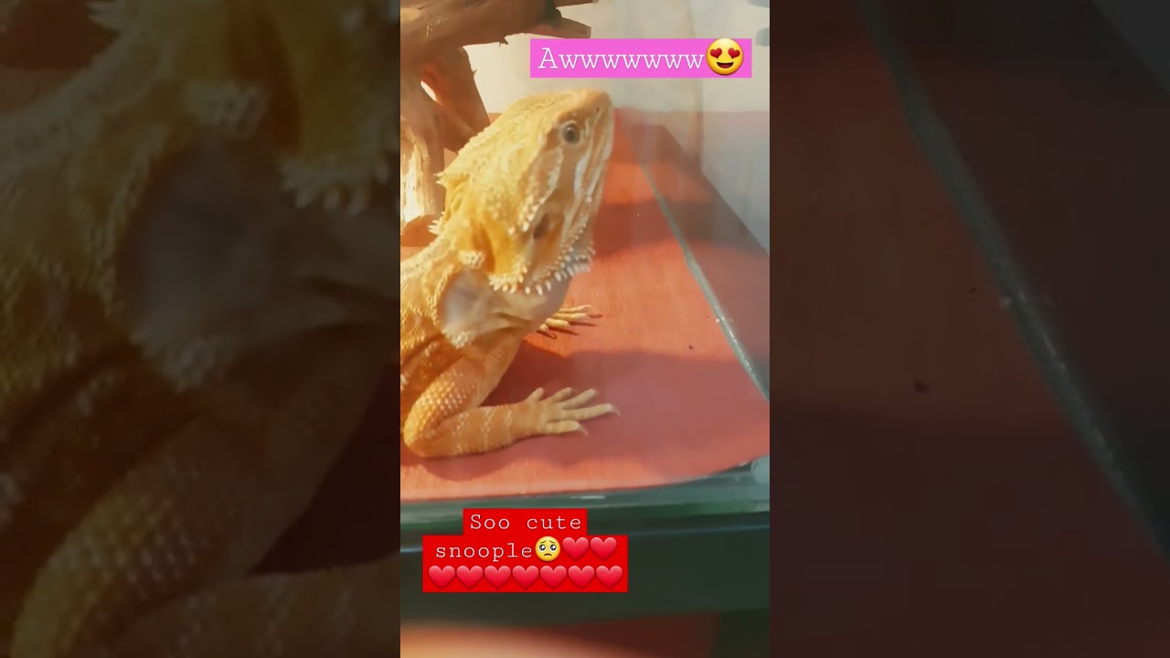 is it adorable and cute?🥰❤❤subscribe if yes  scroll if no