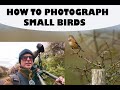 HOW TO PHOTOGRAPH SMALL BIRDS