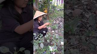 Download lagu PANEN BUAH CIPLUKAN mp3 Download lagu PANEN BUAH CIPLUKAN mp3