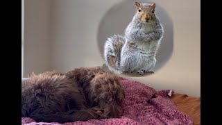 Reading my dog's mind!!