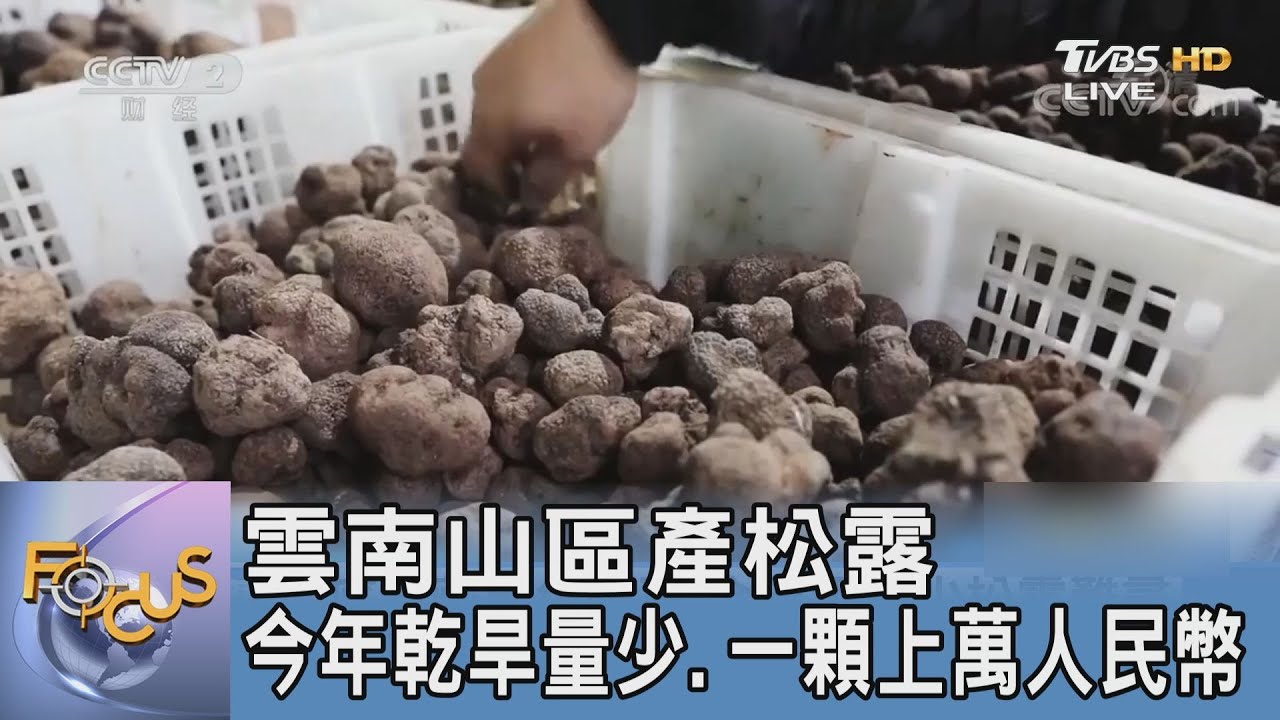雲南山區產松露 今年乾旱量少一顆上萬人民幣
