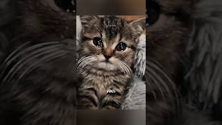 Por que os gatos mordem seus donos?