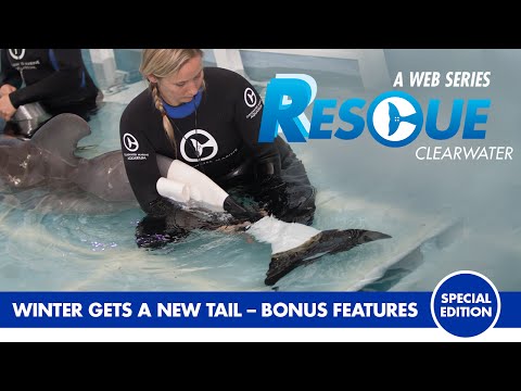 Winter Gets a New Tail - Rescue Clearwater Season 1 Bonus Episode