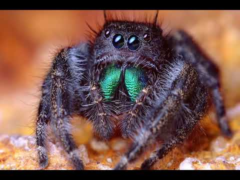 Tarantulas: Top 10 facts about this misunderstood spider