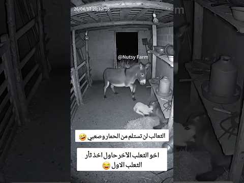 هجوم ثعلب ثالث على الحمار وصغيرة 😂 #funny #abu_qais24 #shorts