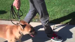 Learn To Train The Good Dog Way: The Walk - Dog Training tips!