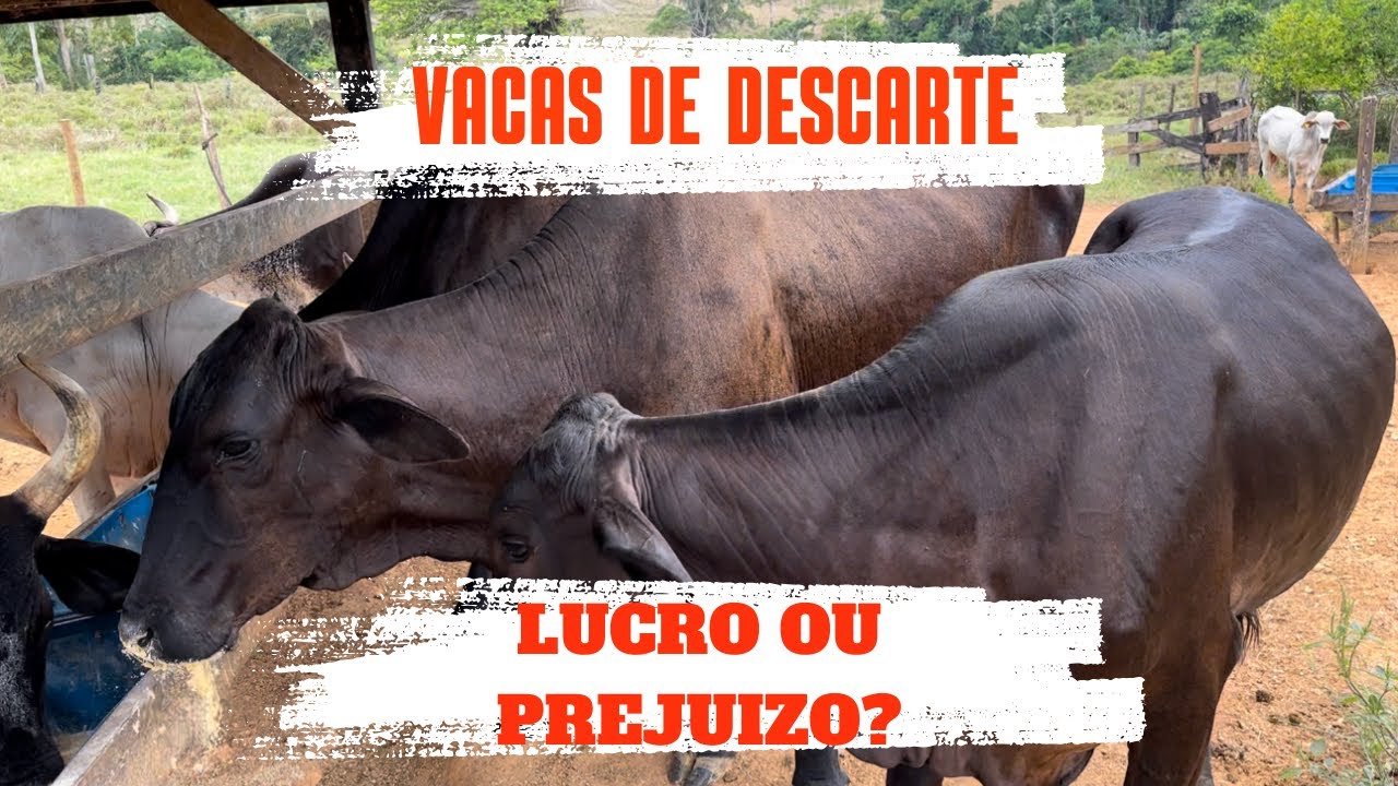 ⚠️Vale apena compra VACA DE DESCARTE?