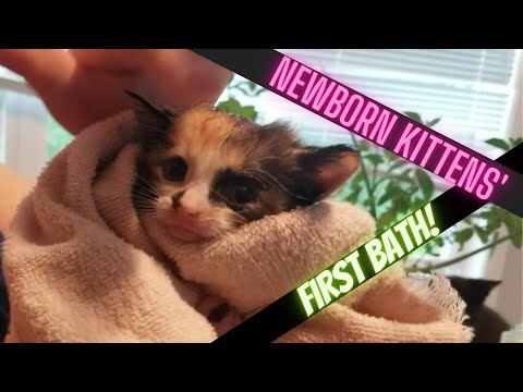 Newborn kittens enjoy (sort of) their first bath!
