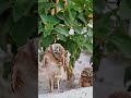 What Happens When an Owl Gets Curious Pure Cuteness!