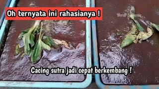 Download lagu Rahasia cacing sutra cepat berkembang || ternak cacing sutra di nampan mp3